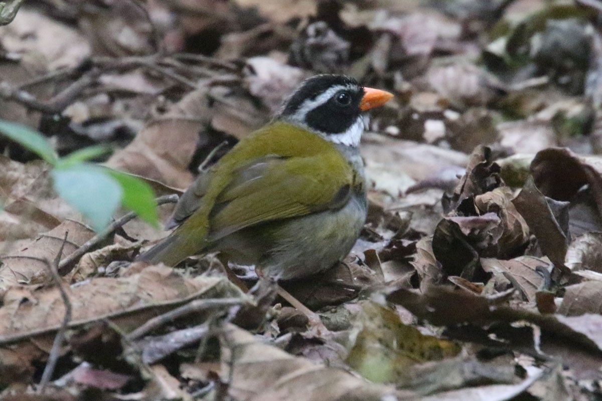 Orange-billed Sparrow - Noah Strycker