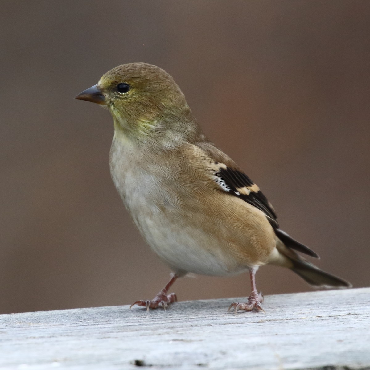 American Goldfinch - Douglas Faulder
