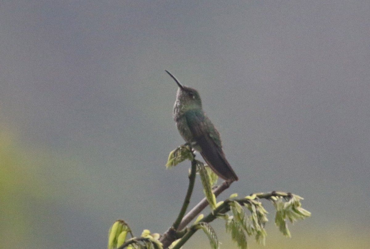 Many-spotted Hummingbird - ML121220811