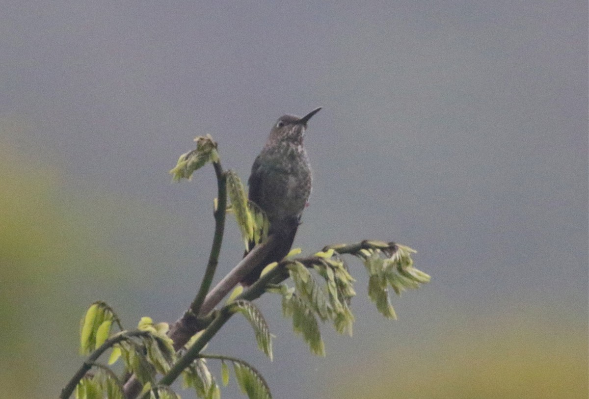 Many-spotted Hummingbird - Gil Ewing