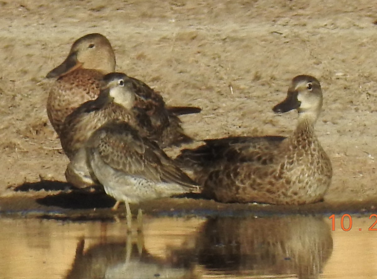 Blue-winged Teal - Brian Ison