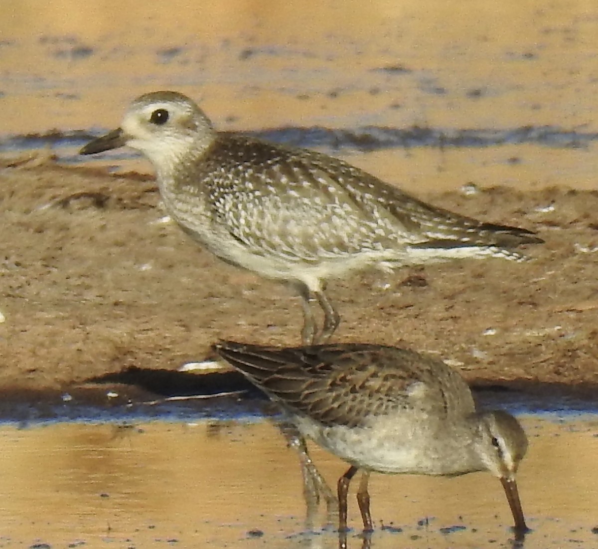 Black-bellied Plover - Brian Ison