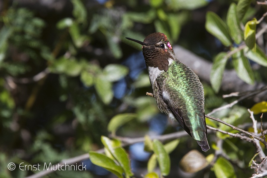 Anna's Hummingbird - Ernst Mutchnick