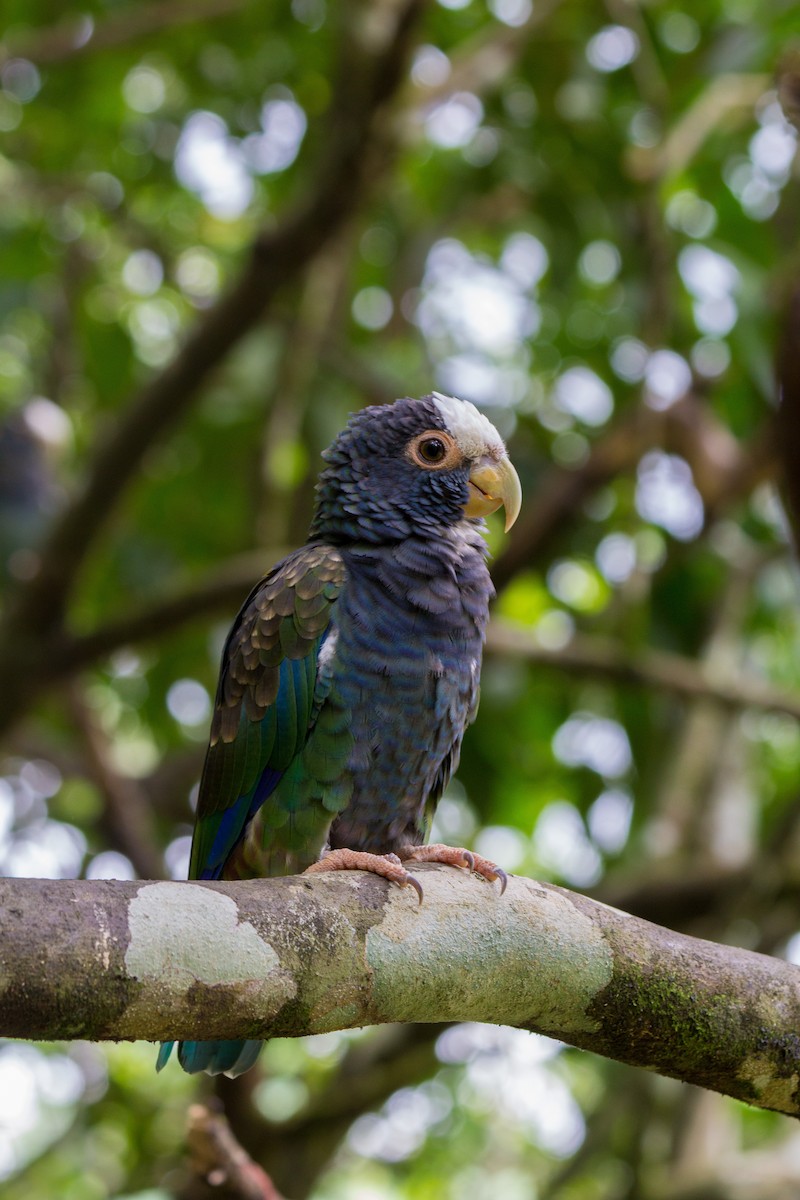 White-crowned Parrot - ML121222891