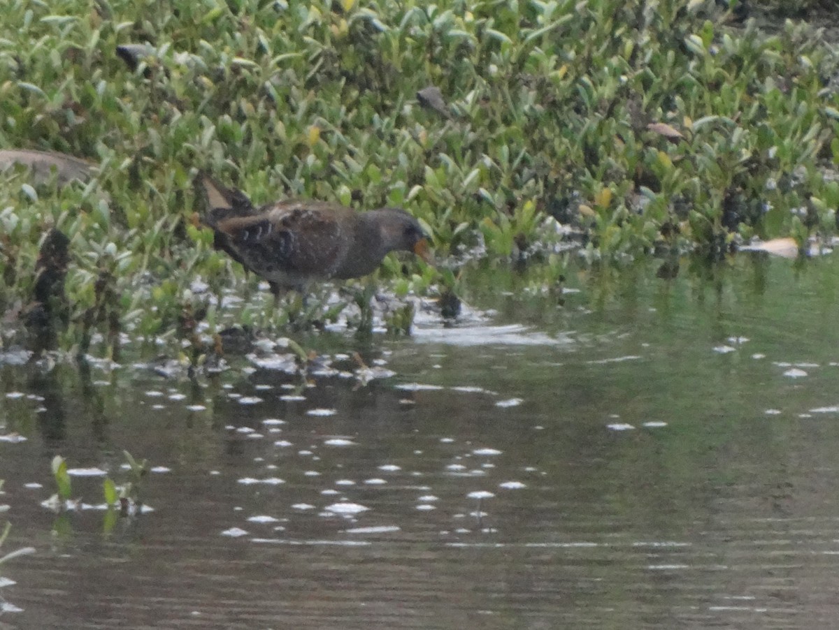 Spotted Crake - ML121223381