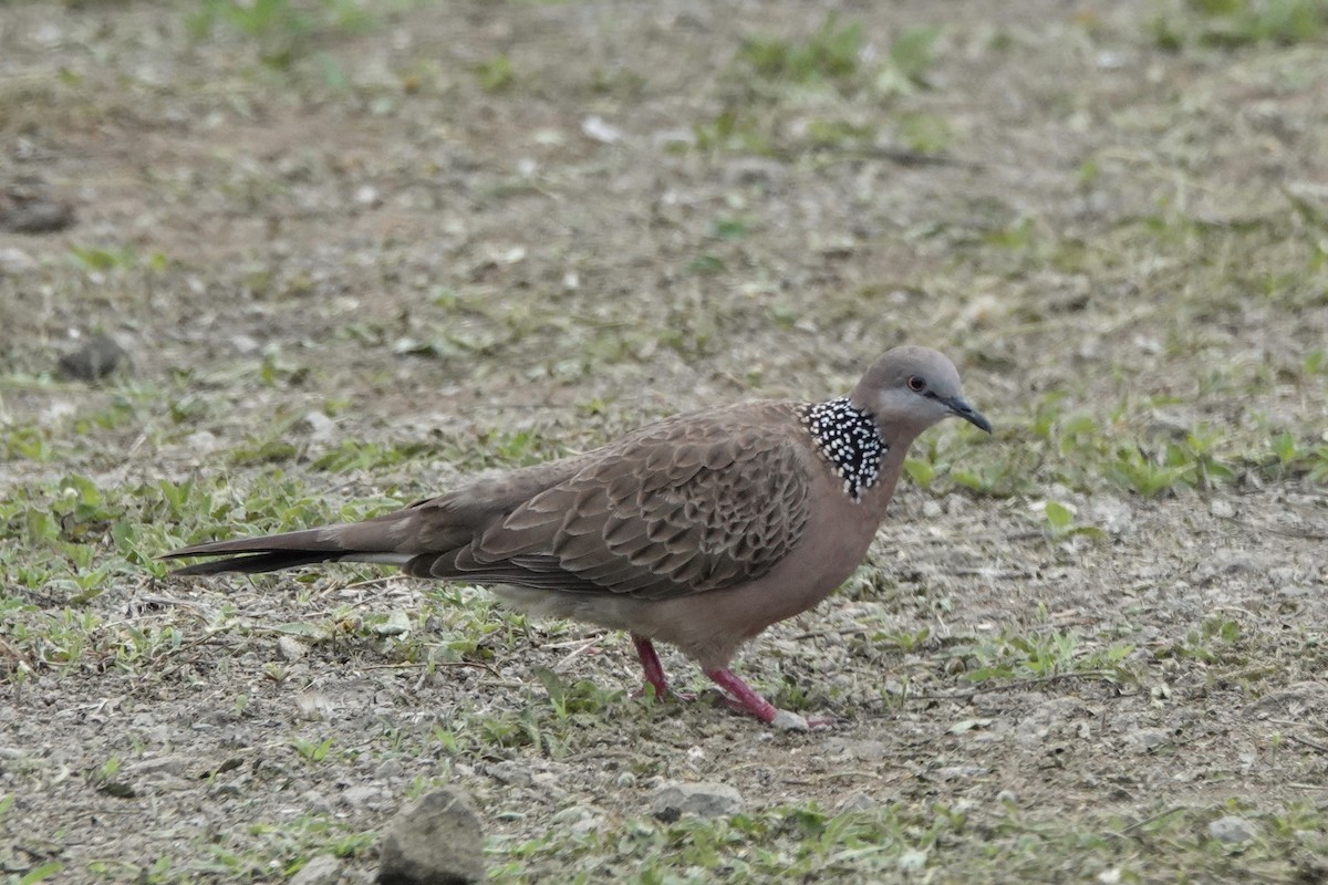 Spotted Dove - ML121226741
