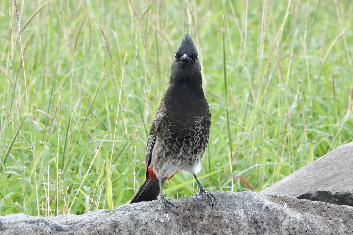 Red-vented Bulbul - ML121227371