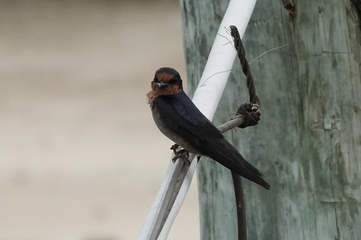 Pacific Swallow - ML121227391