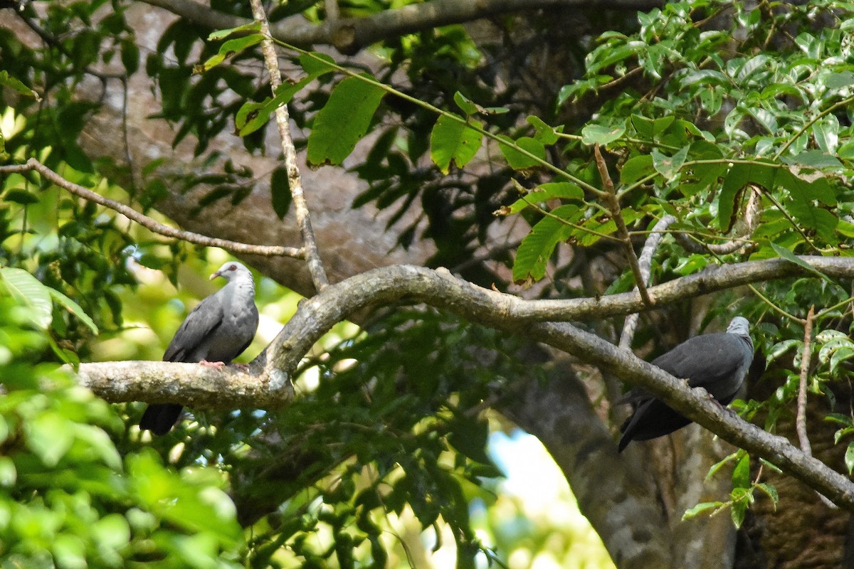 Andaman Wood-Pigeon - Daniele Mitchell