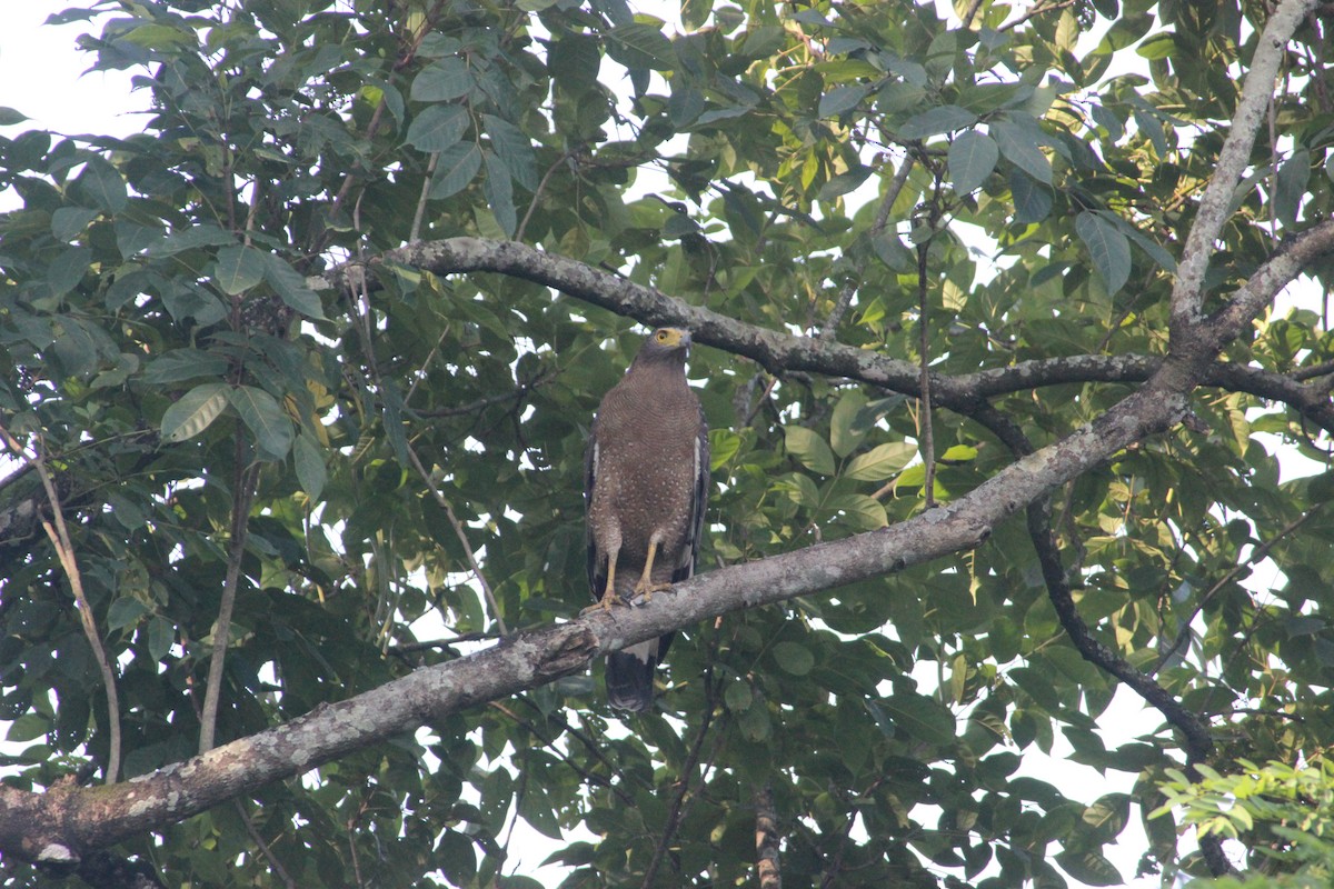 Crested Serpent-Eagle - ML121232151