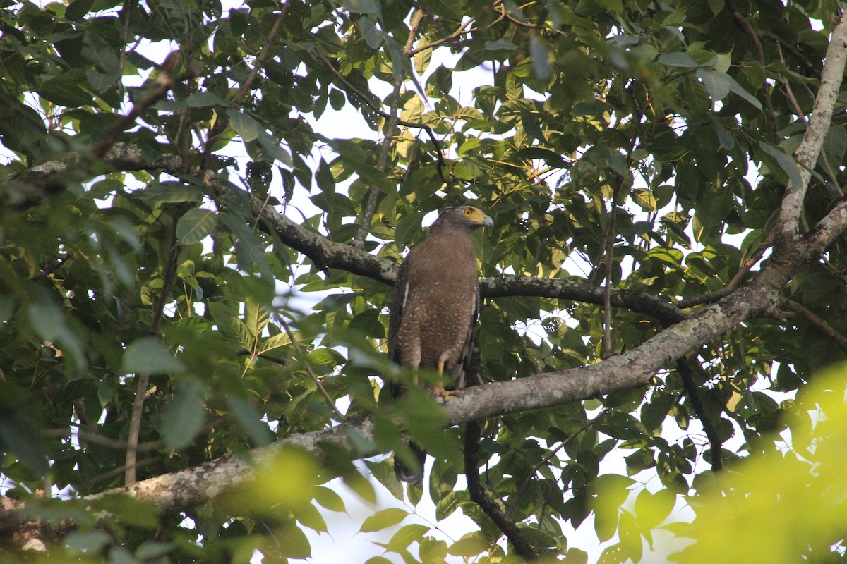 Crested Serpent-Eagle - ML121232161