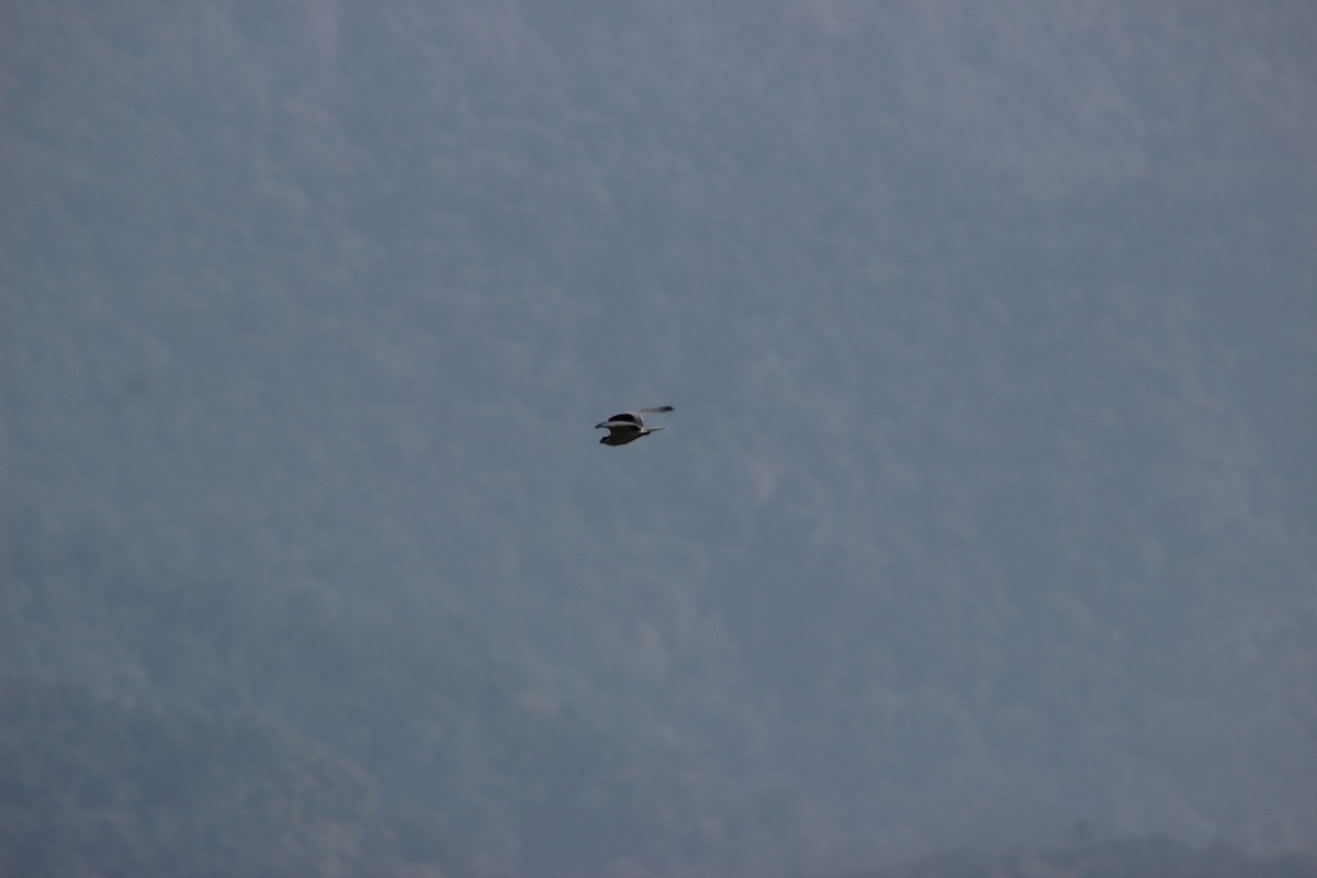 Black-winged Kite - ML121232251