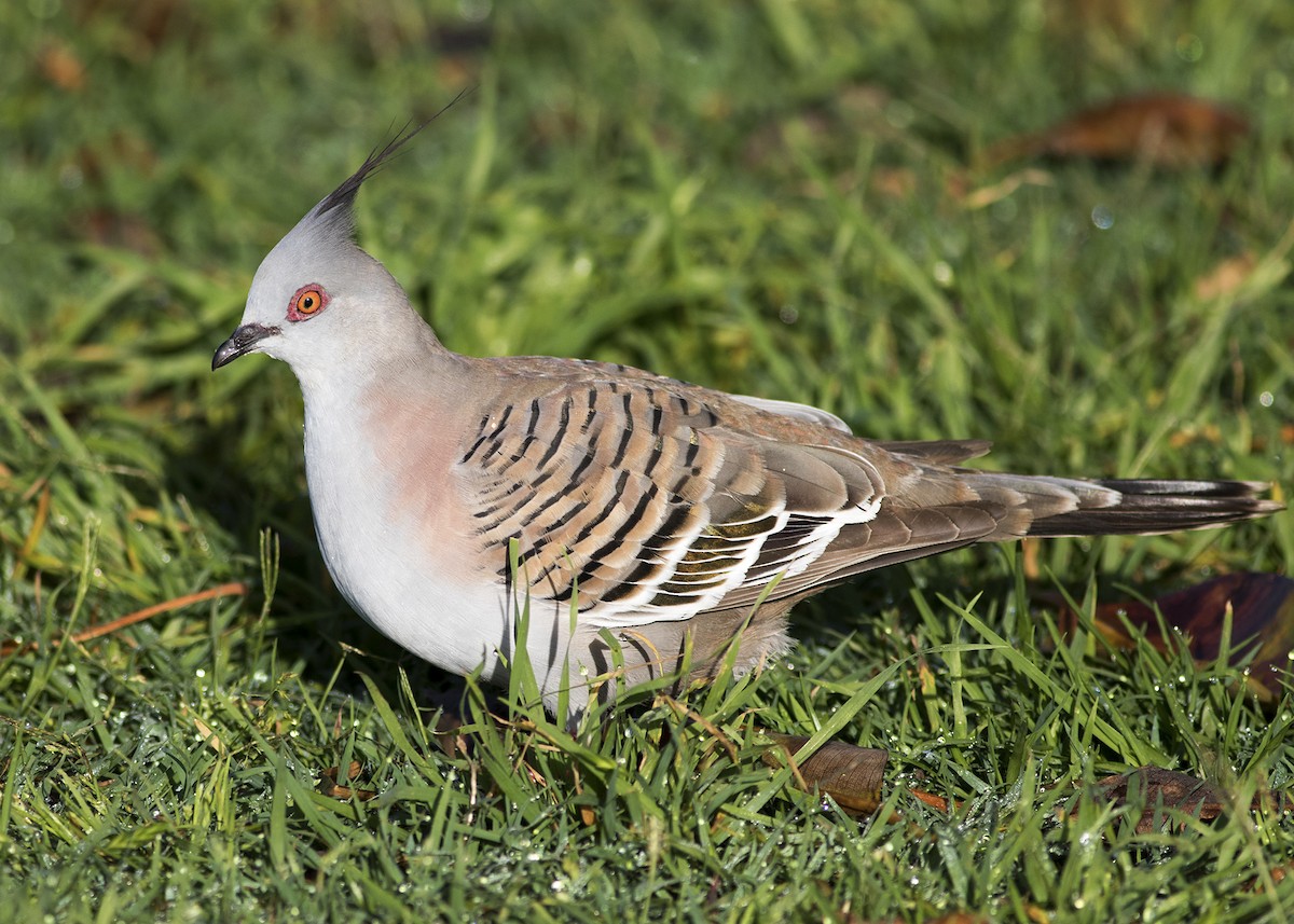 Crested Pigeon - ML121234881