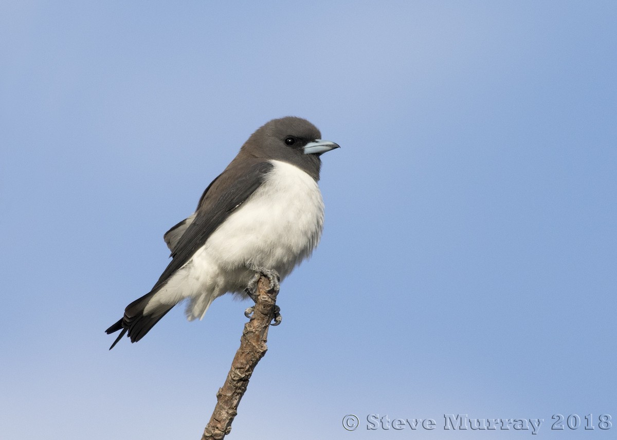 White-breasted Woodswallow - ML121234991