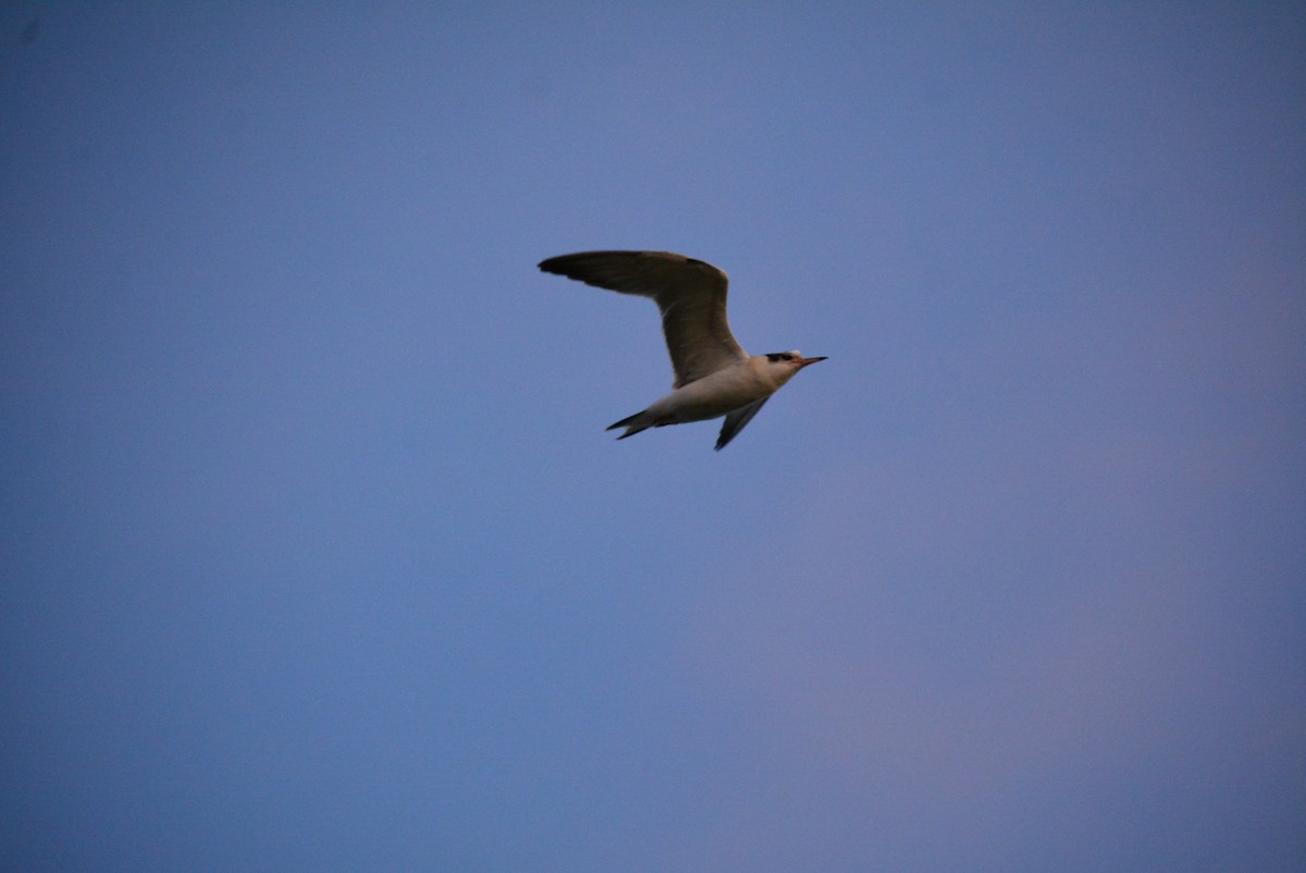 Common Tern - Daniel Meeker
