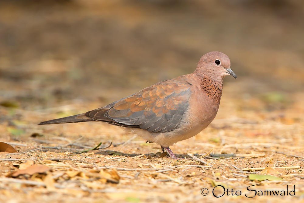 Laughing Dove - ML121240561