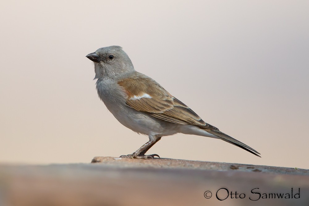 Southern Gray-headed Sparrow - ML121241041