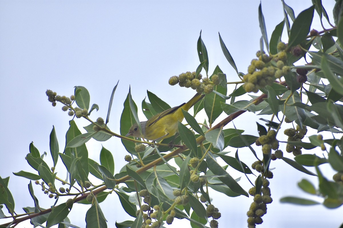 Yellow Warbler (Northern) - ML121241071