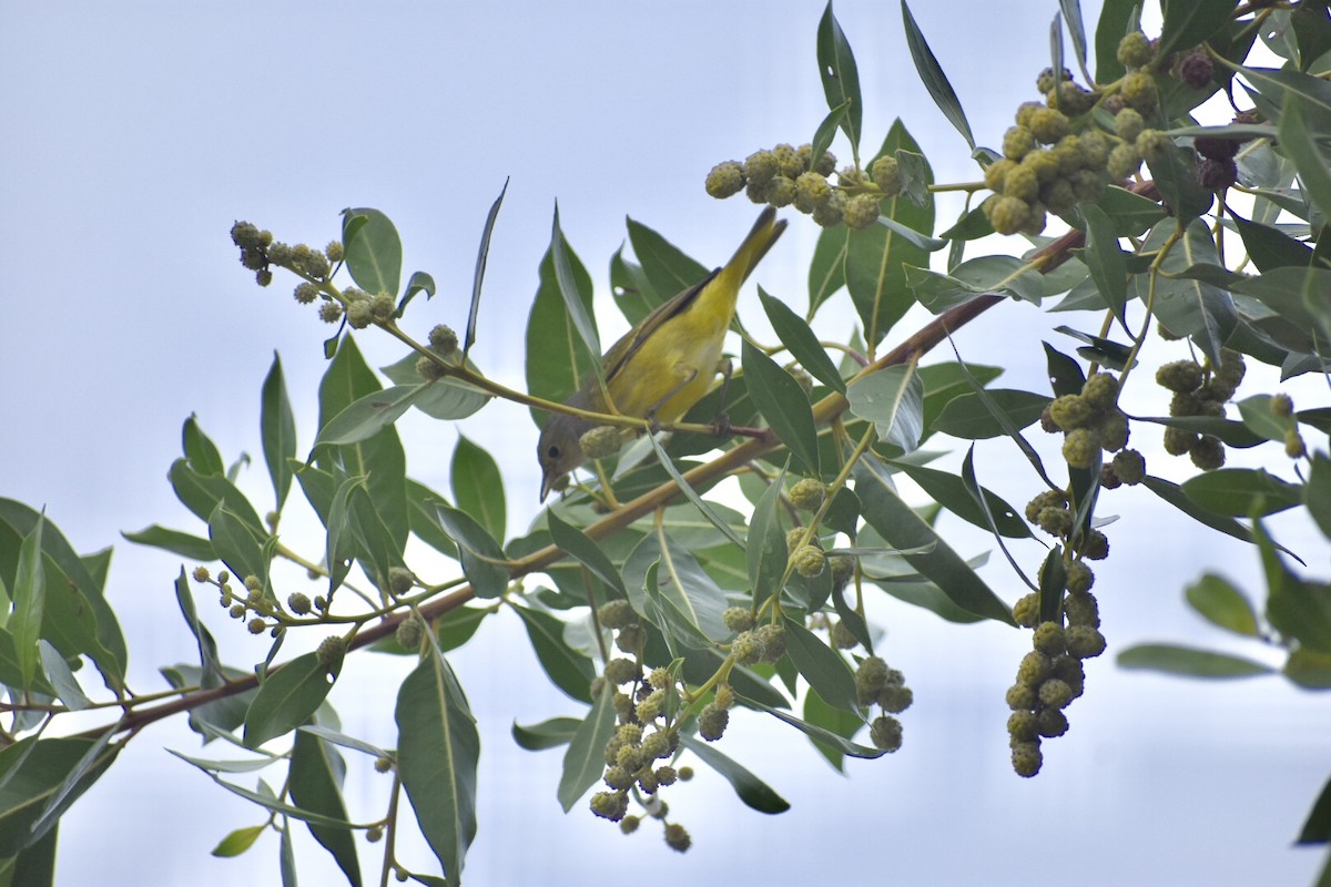 Yellow Warbler (Northern) - Jane Crawford