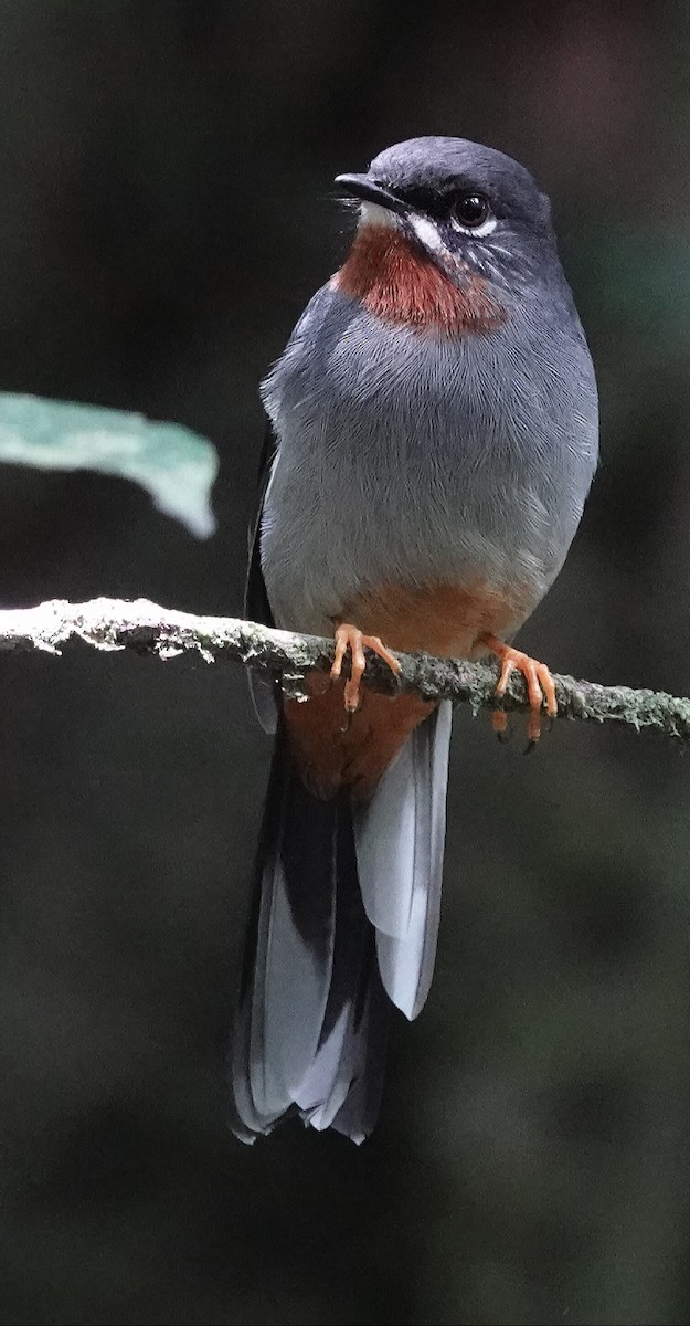 Rufous-throated Solitaire (Rufous-throated) - Kathleen Horn