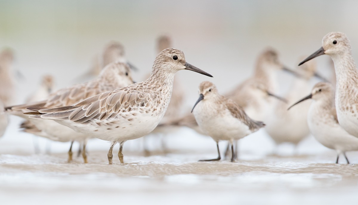 Great Knot - ML121247971
