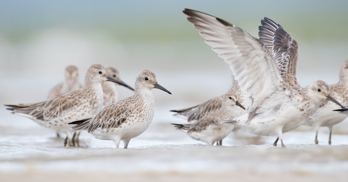 Great Knot - ML121247981
