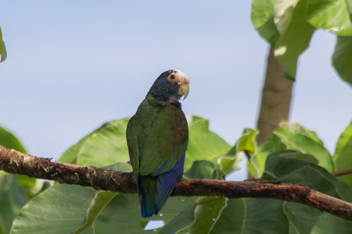 White-crowned Parrot - ML121248171