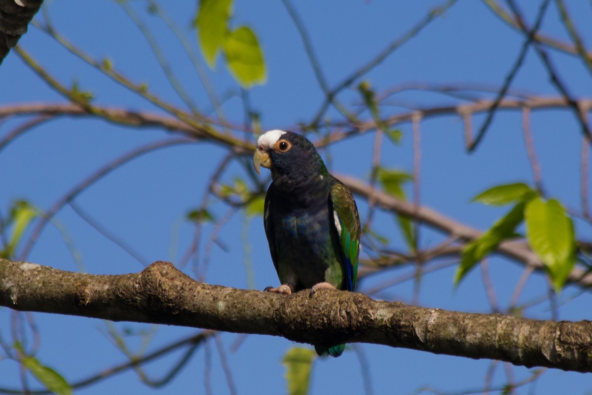 White-crowned Parrot - ML121248181