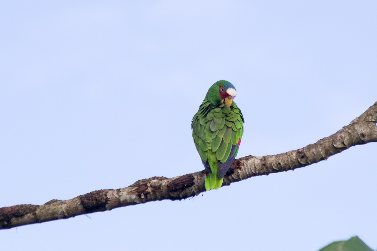 White-fronted Parrot - ML121248431
