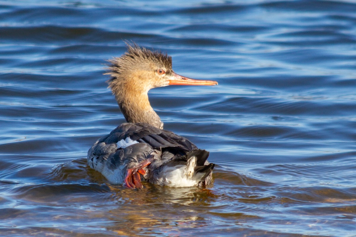 Red-breasted Merganser - Will Chatfield-Taylor