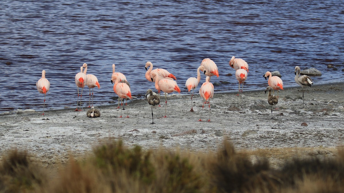 Chilean Flamingo - Denis Tétreault