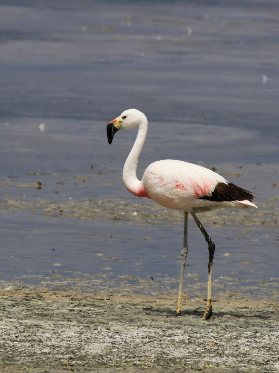 Andean Flamingo - Denis Tétreault