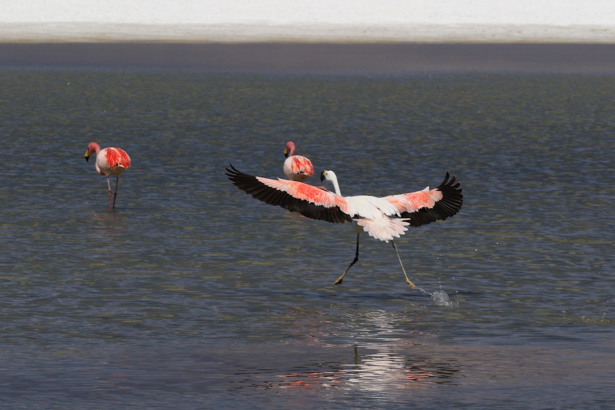 Andean Flamingo - Denis Tétreault