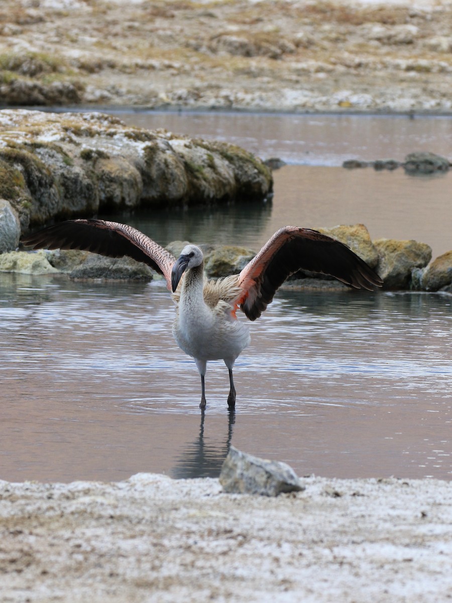 Andean Flamingo - ML121250221