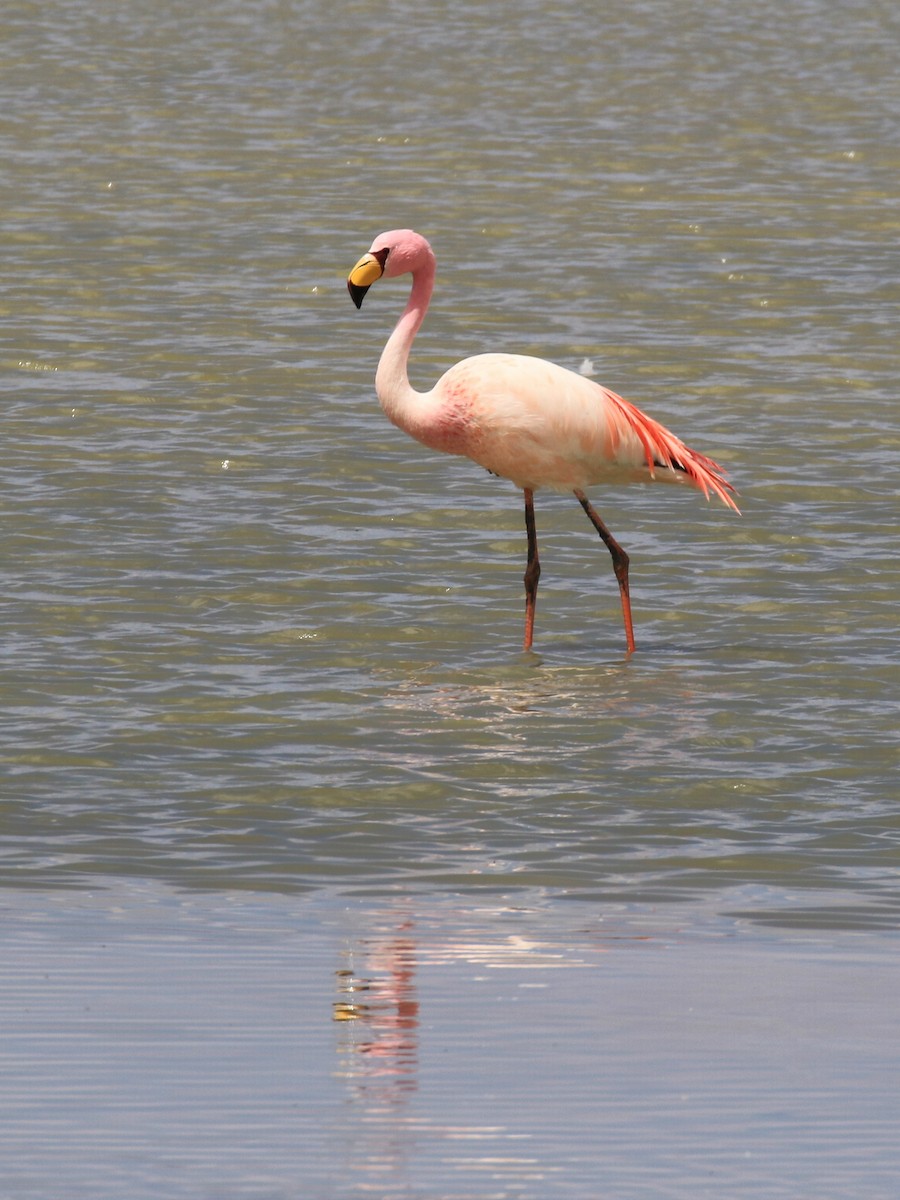 James's Flamingo - ML121250241