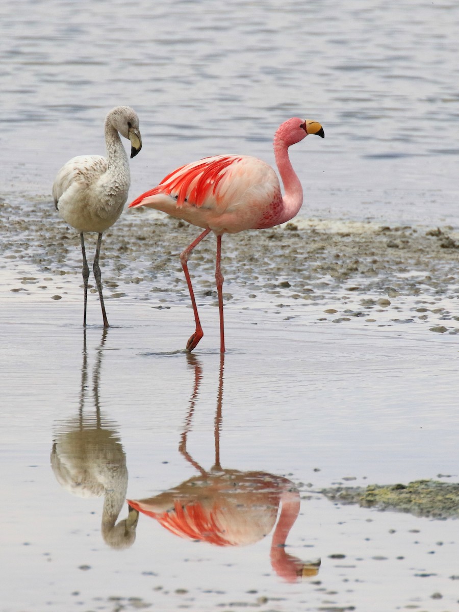 James's Flamingo - Denis Tétreault
