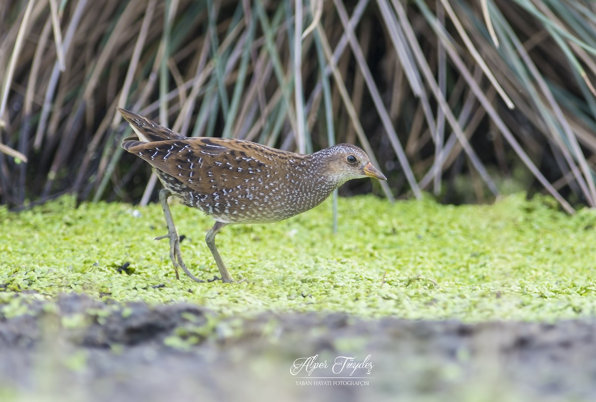 Spotted Crake - ML121253081