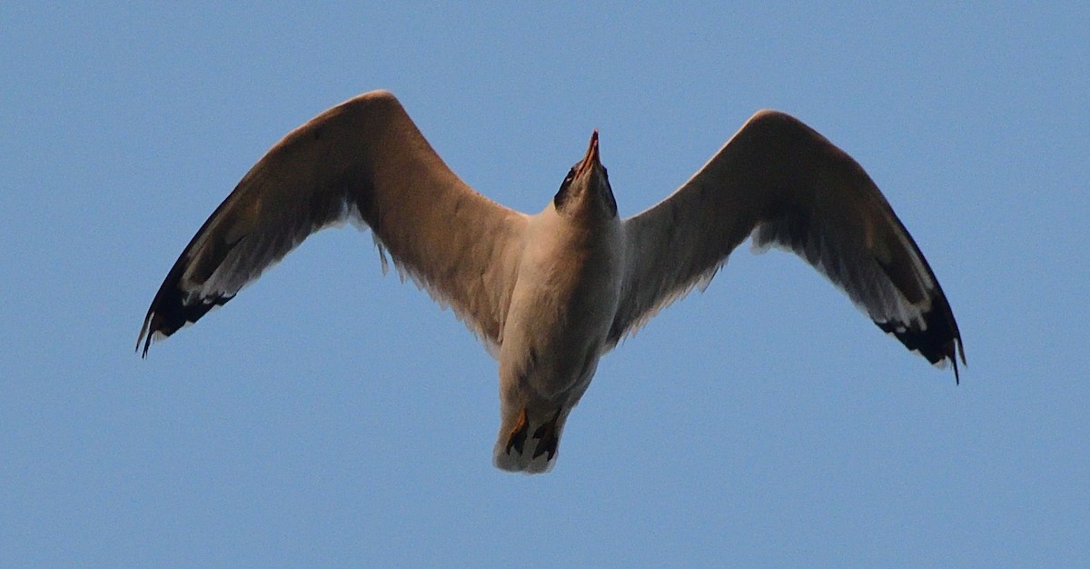Pallas's Gull - HG Prashanthakumar