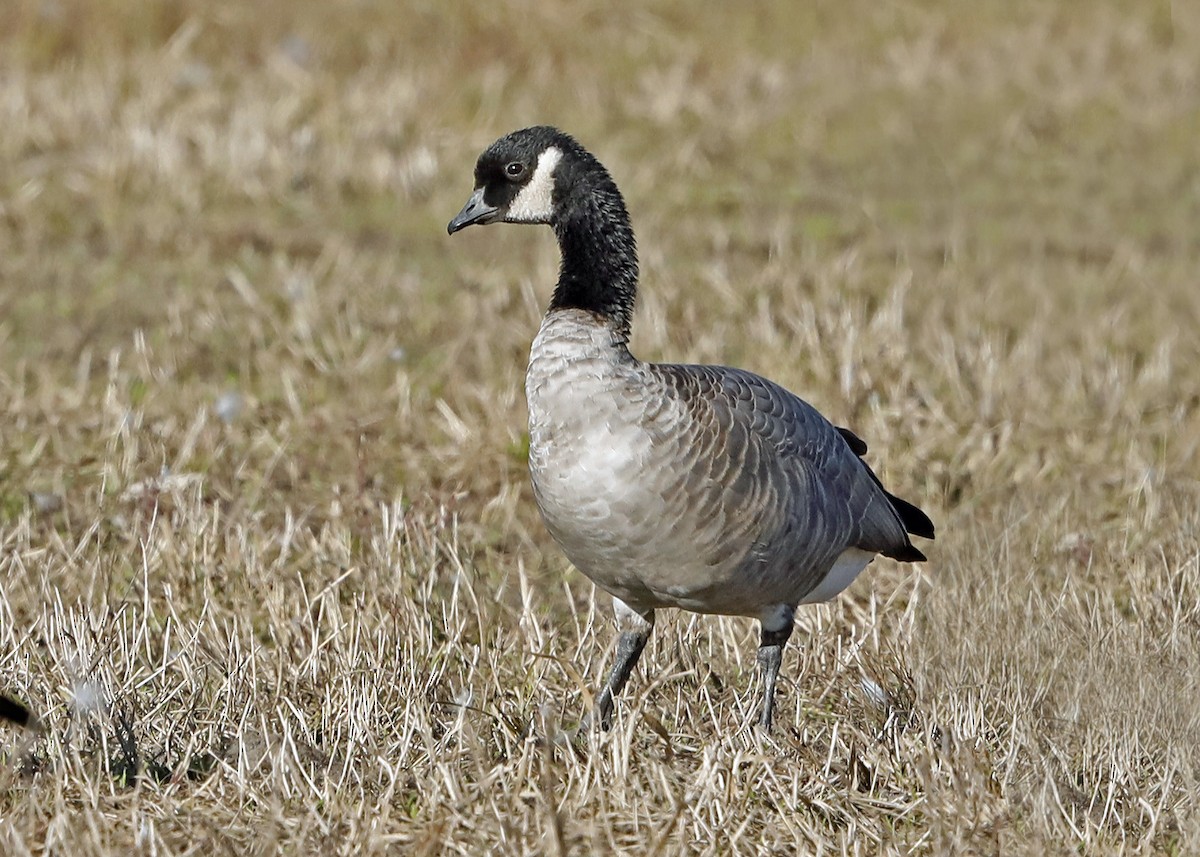 Cackling Goose (Richardson's) - Sparrow Claw