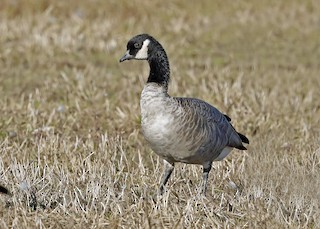 Cackling Goose (Richardson's), ML121259711