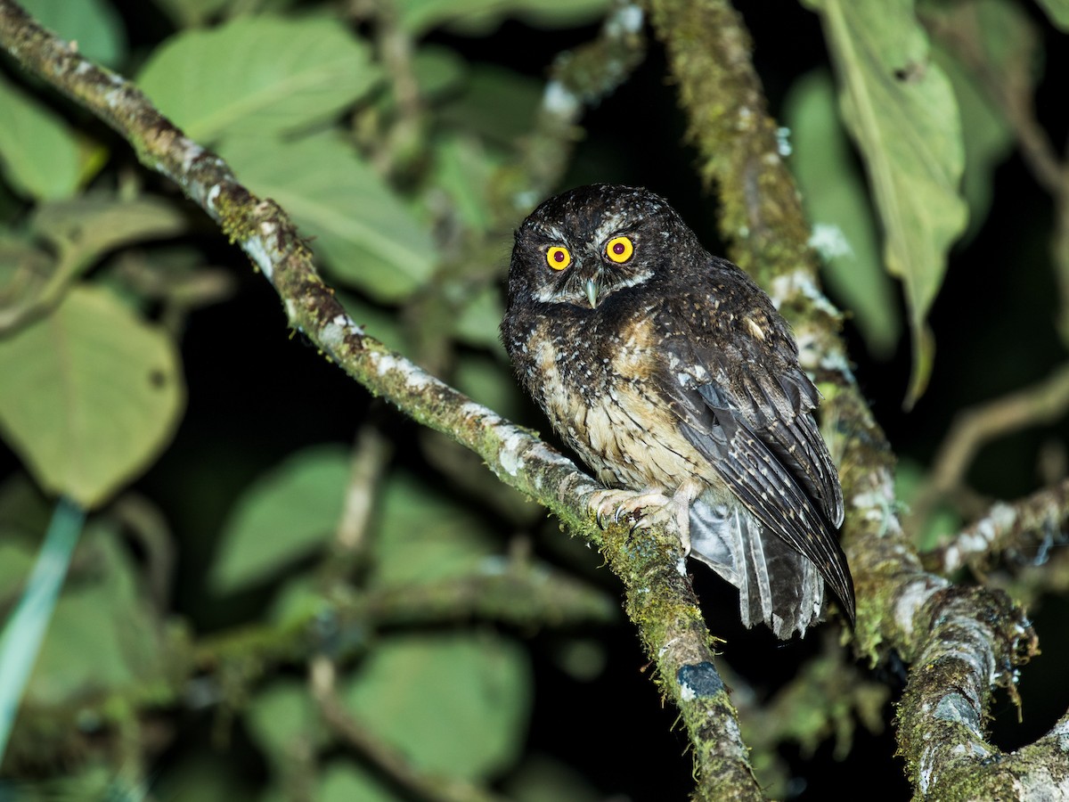 White-throated Screech-Owl - Nick Athanas