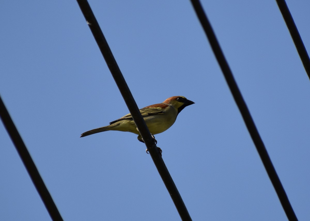 Plain-backed Sparrow - Matthew Voelker