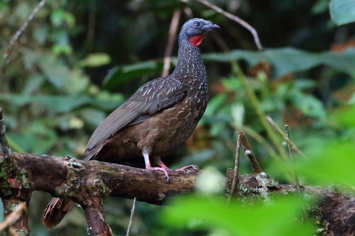 Band-tailed Guan - Shawn Miller