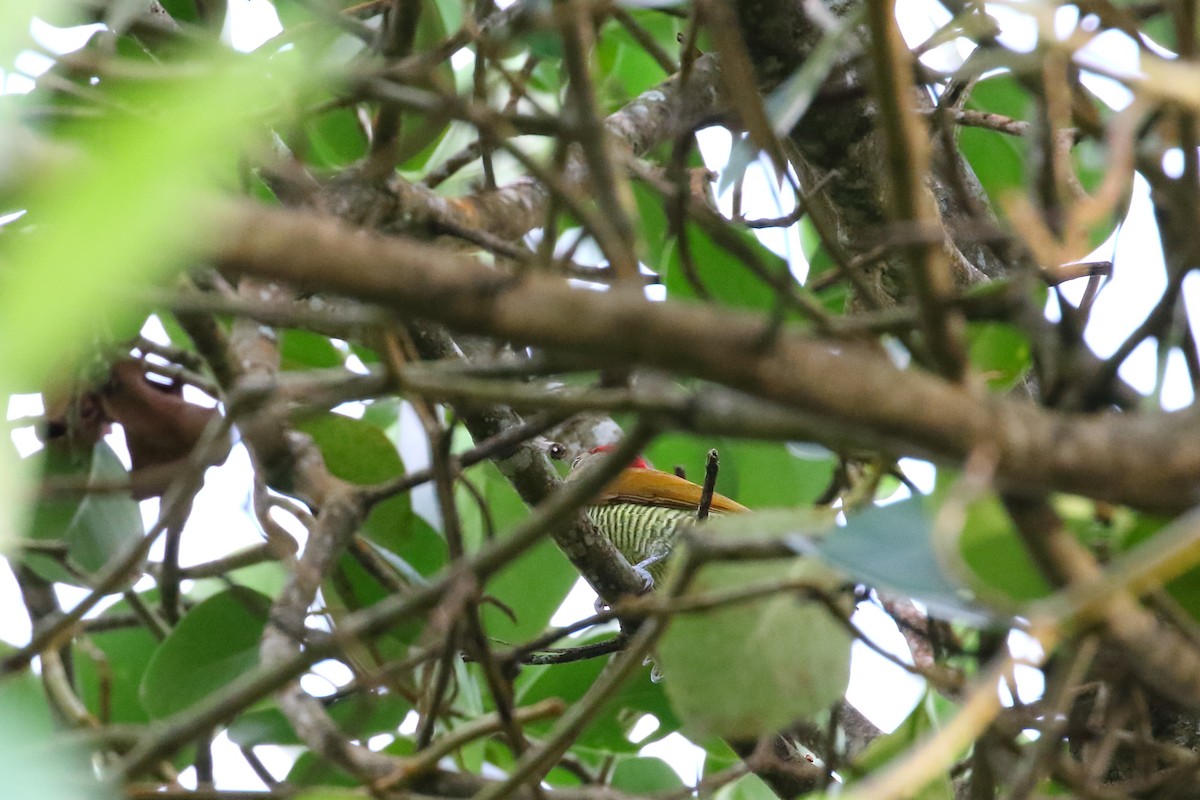 Golden-olive Woodpecker - Shawn Miller