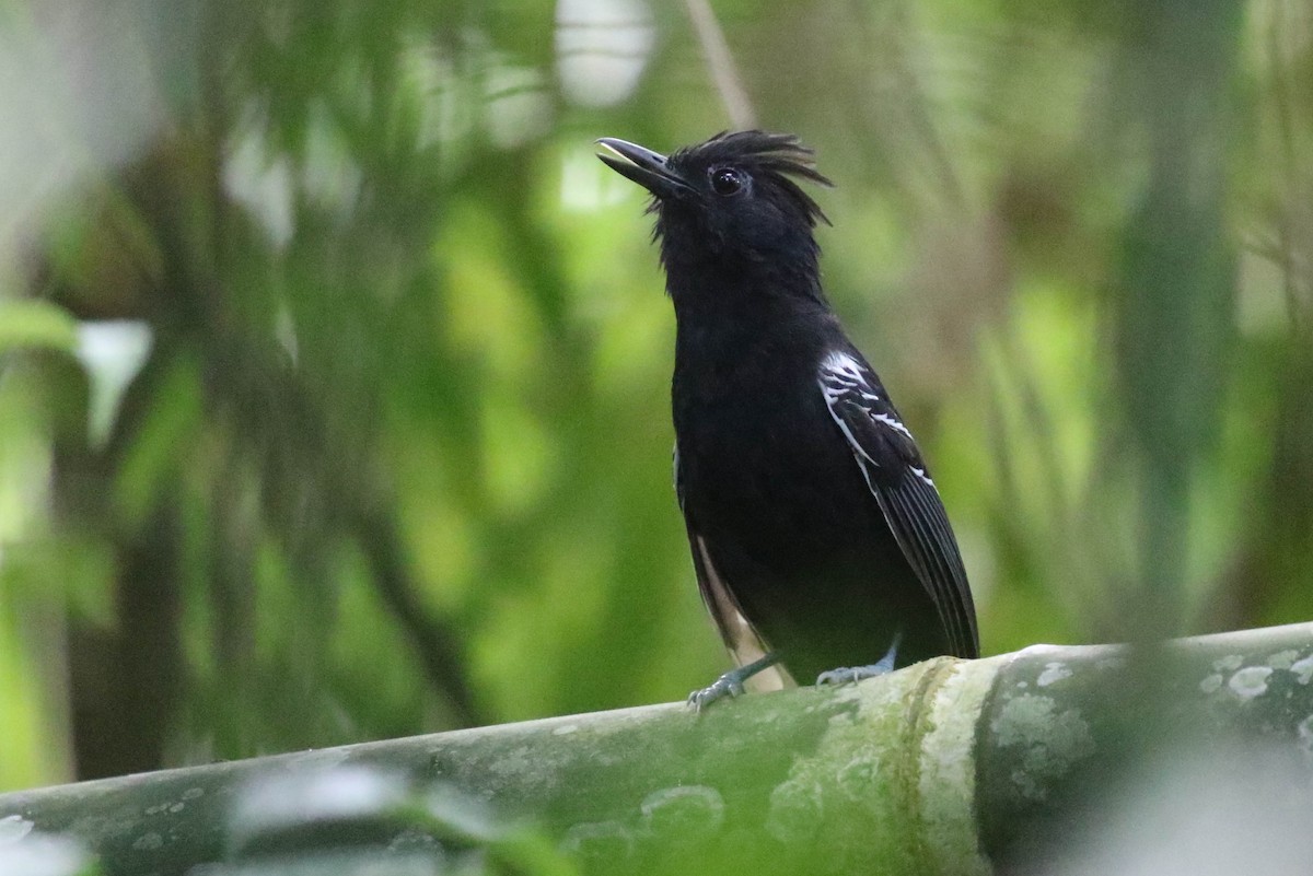 White-lined Antbird - ML121264851