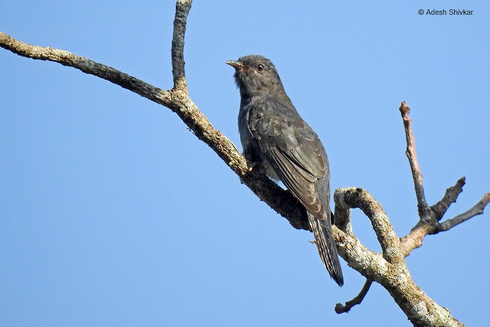 Gray-bellied Cuckoo - Adesh Shivkar