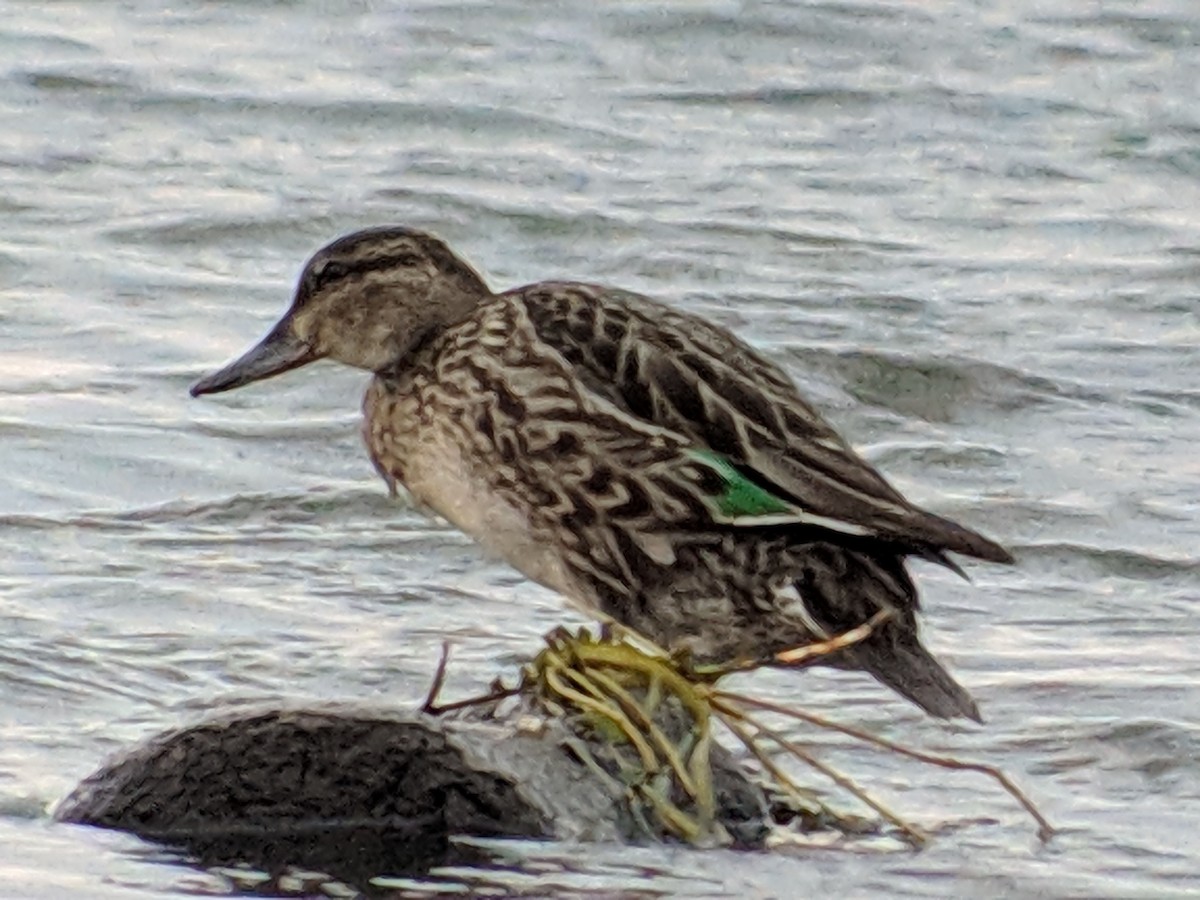 Green-winged Teal - ML121265521