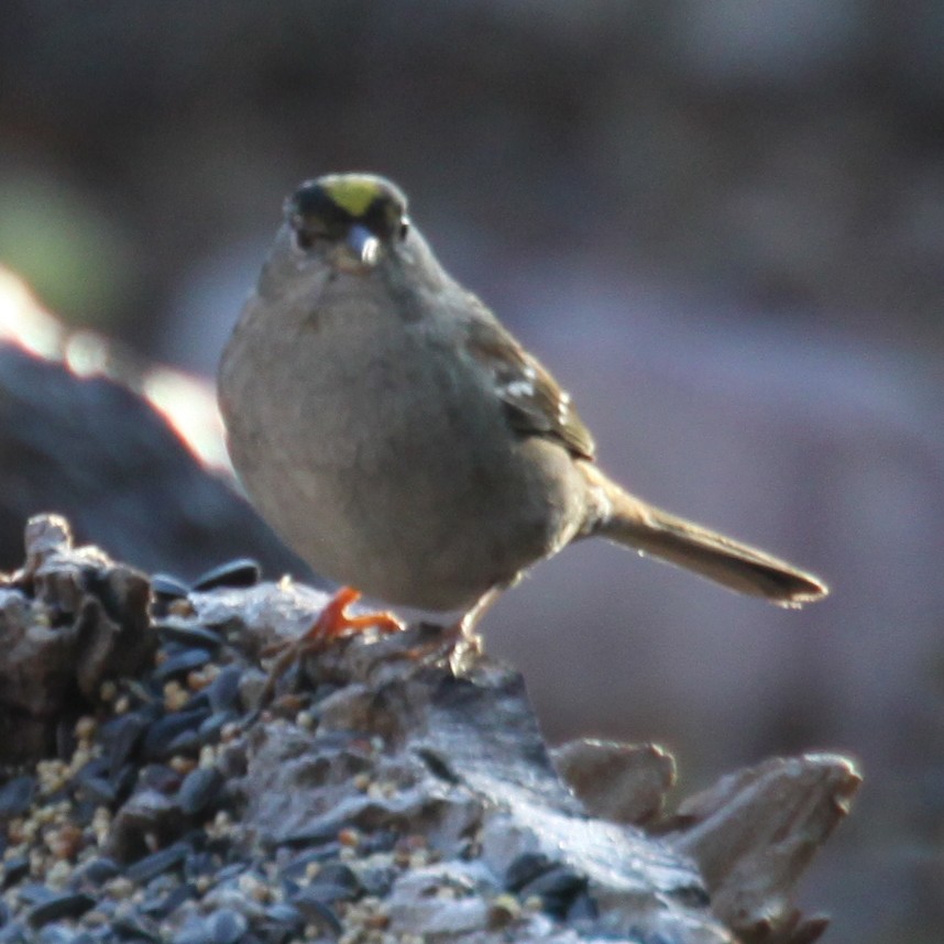 Golden-crowned Sparrow - Larry Sirvio