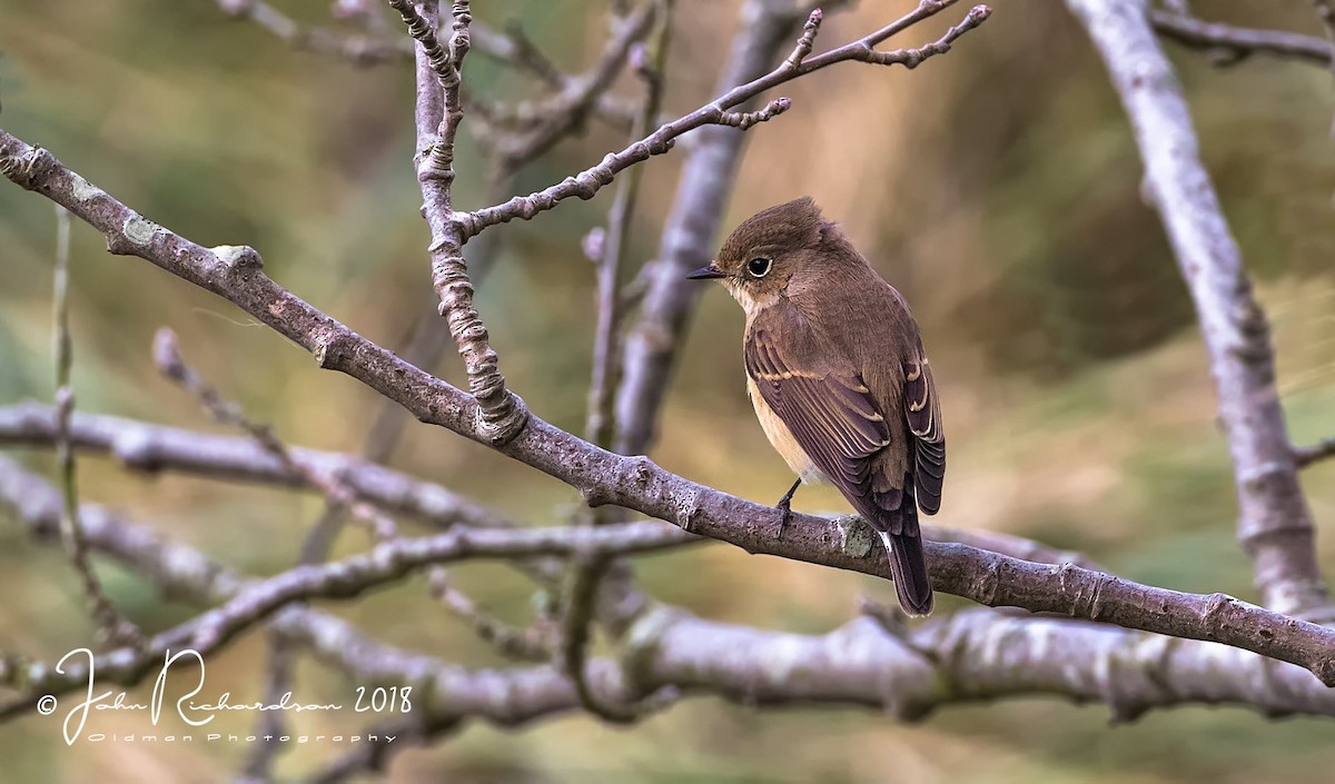 Red-breasted Flycatcher - John George Richardson