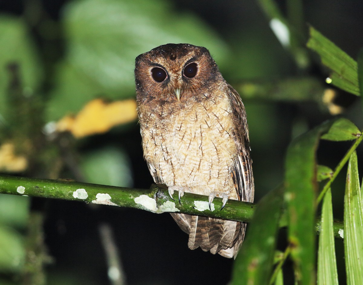 Rufescent Screech-Owl (Colombian) - Nick Athanas